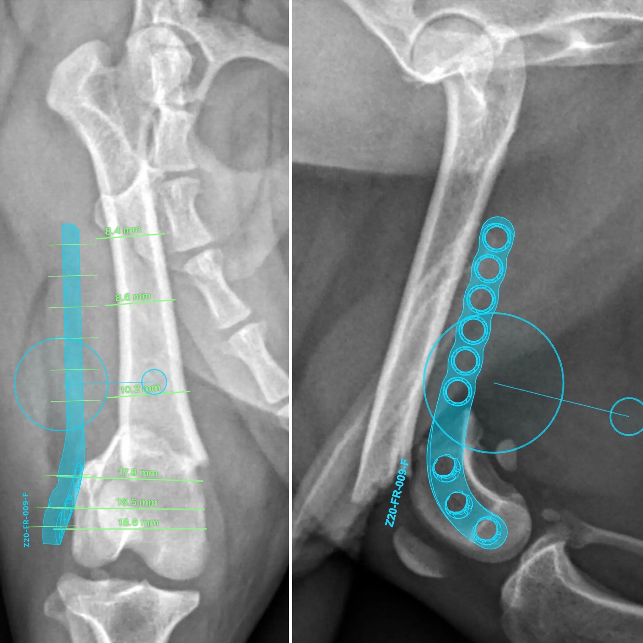 fractura de femur en chihuahua